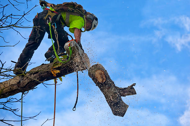 Best Tree Maintenance Programs  in Big Le, AK